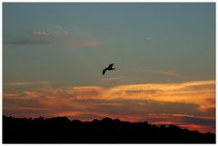 Mittiger Vogel im Sonnenuntergang