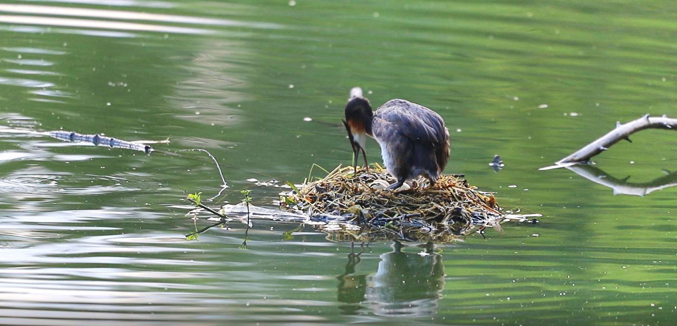 Mittler Weile waren drei Eier im Nest