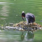 Mittler Weile waren drei Eier im Nest