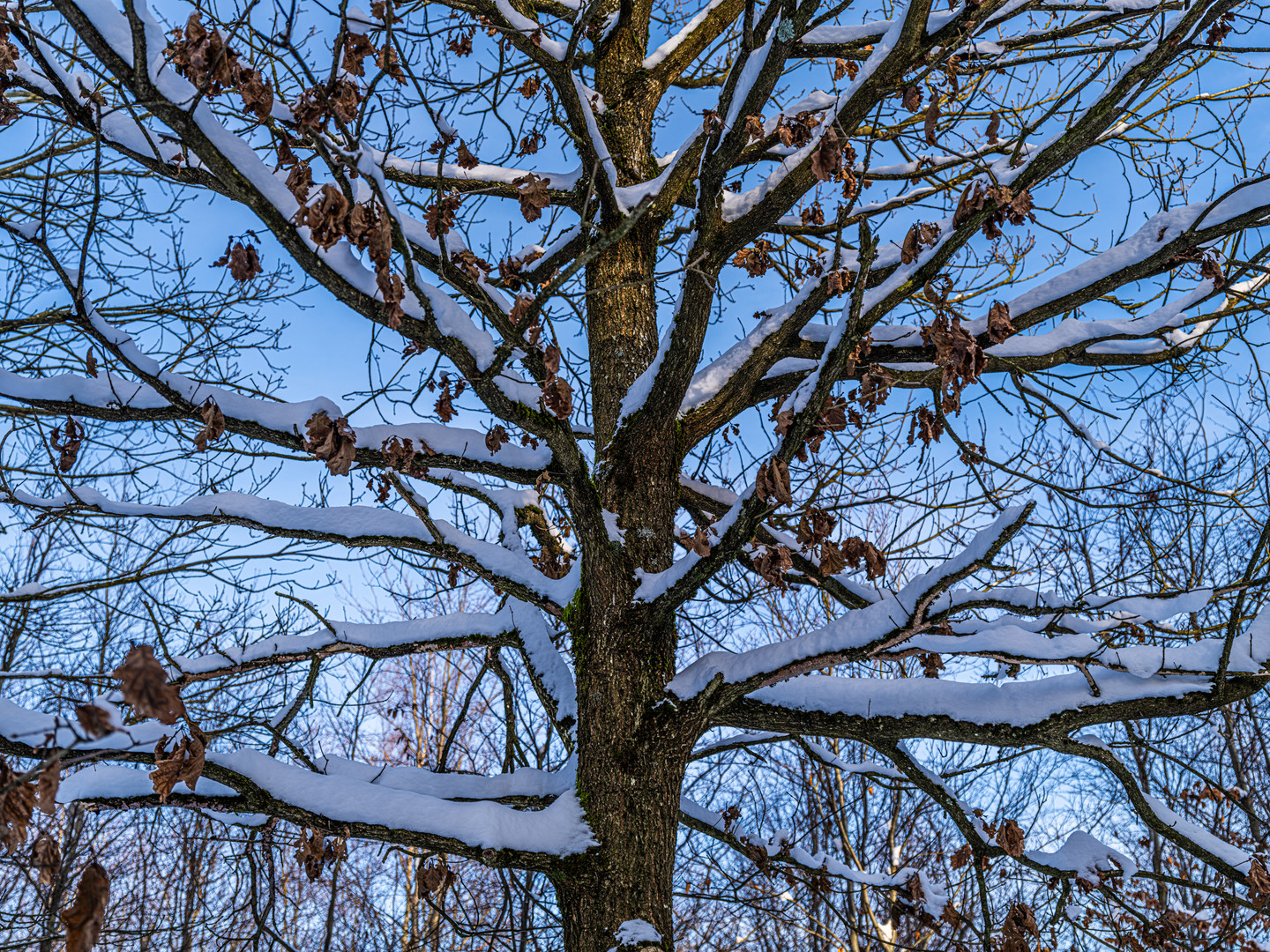 mittlere Eiche im Winter