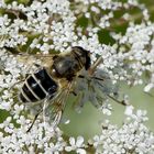 Mittlere Keilfleckschwebfliege