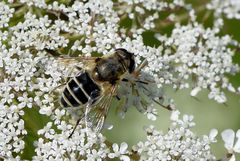 Mittlere Keilfleckschwebfliege