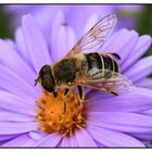 Mittlere Keilfleckschwebfliege (Eristalis interrupta)