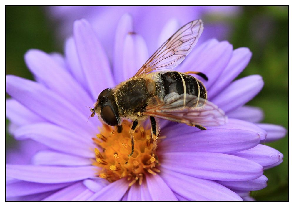 Mittlere Keilfleckschwebfliege (Eristalis interrupta)