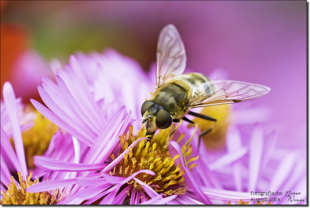 mittlere Keilfleckschwebfliege - eristalis interrupta