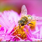 mittlere Keilfleckschwebfliege - eristalis interrupta