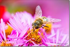 mittlere Keilfleckschwebfliege - eristalis interrupta