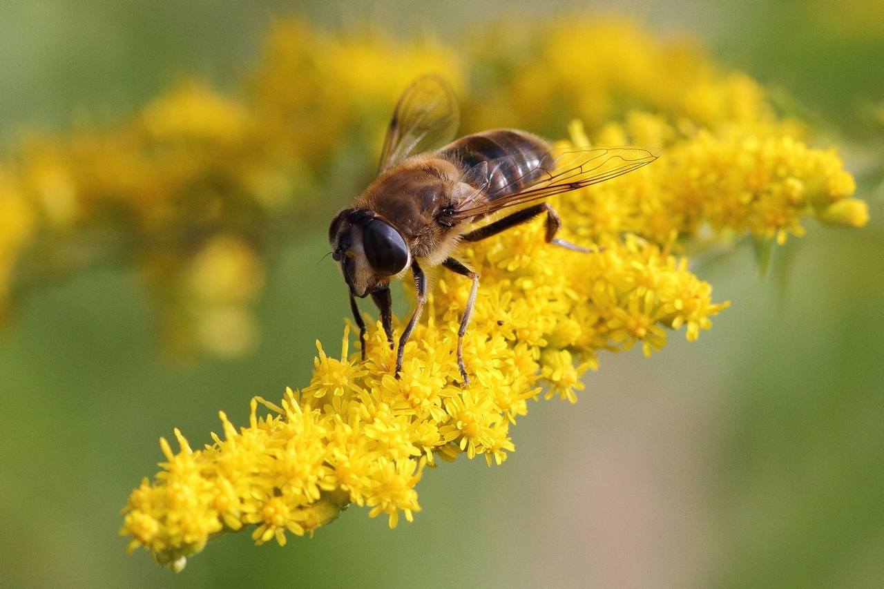 Mittlere Keilfleckschwebfliege (Eristalis interrupta)