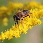 Mittlere Keilfleckschwebfliege (Eristalis interrupta)