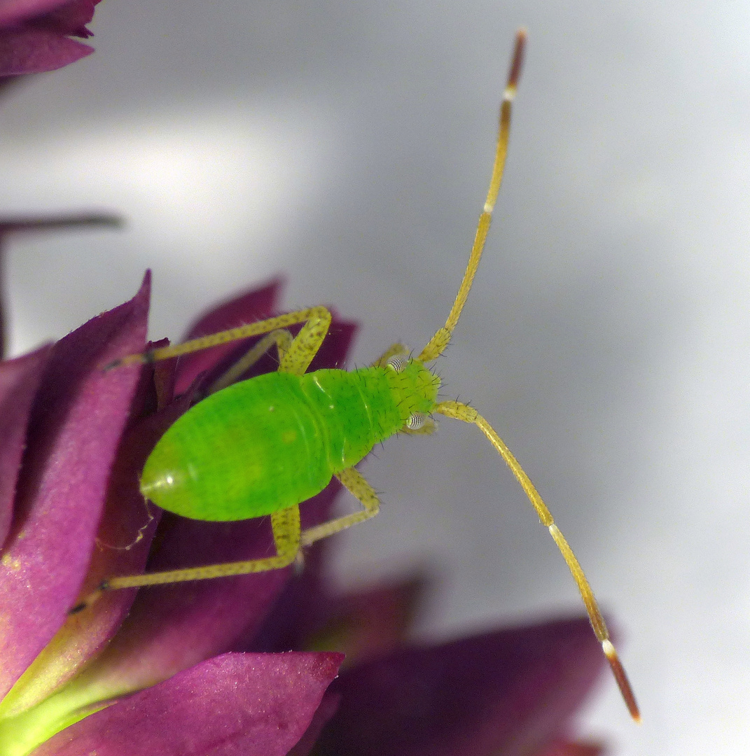 Mittlere Larve der Adelphocoris quadripunctatus