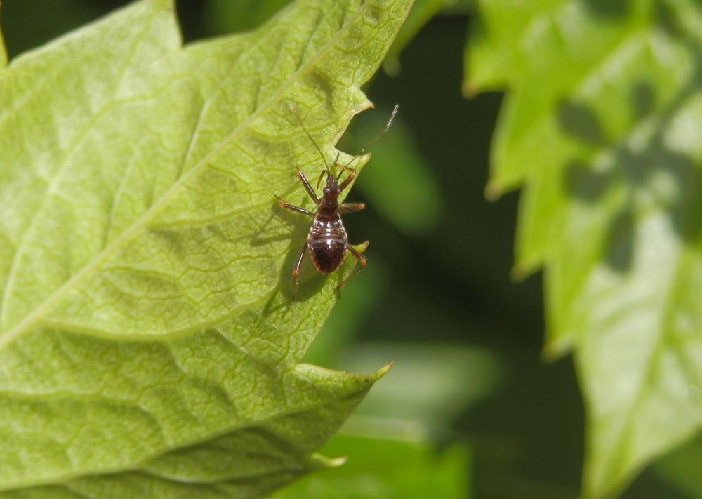 Mittlere Larve der Baumsichelwanze (Himacerus apterus)