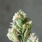 Mittlere Larve der Grünen Stinkwanze (Palomena prasina) auf Knäuelgras