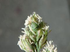 Mittlere Larve der Grünen Stinkwanze (Palomena prasina) auf Knäuelgras