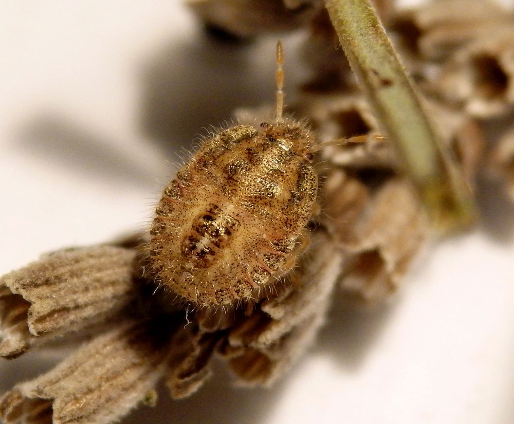 Mittlere Nymphe der Beerenwanze (Dolycoris baccarum)