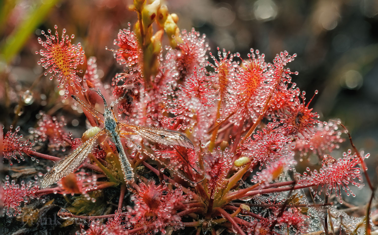 Mittlere Sonnentau (Drosera intermedia)