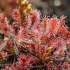 Mittlere Sonnentau (Drosera intermedia)