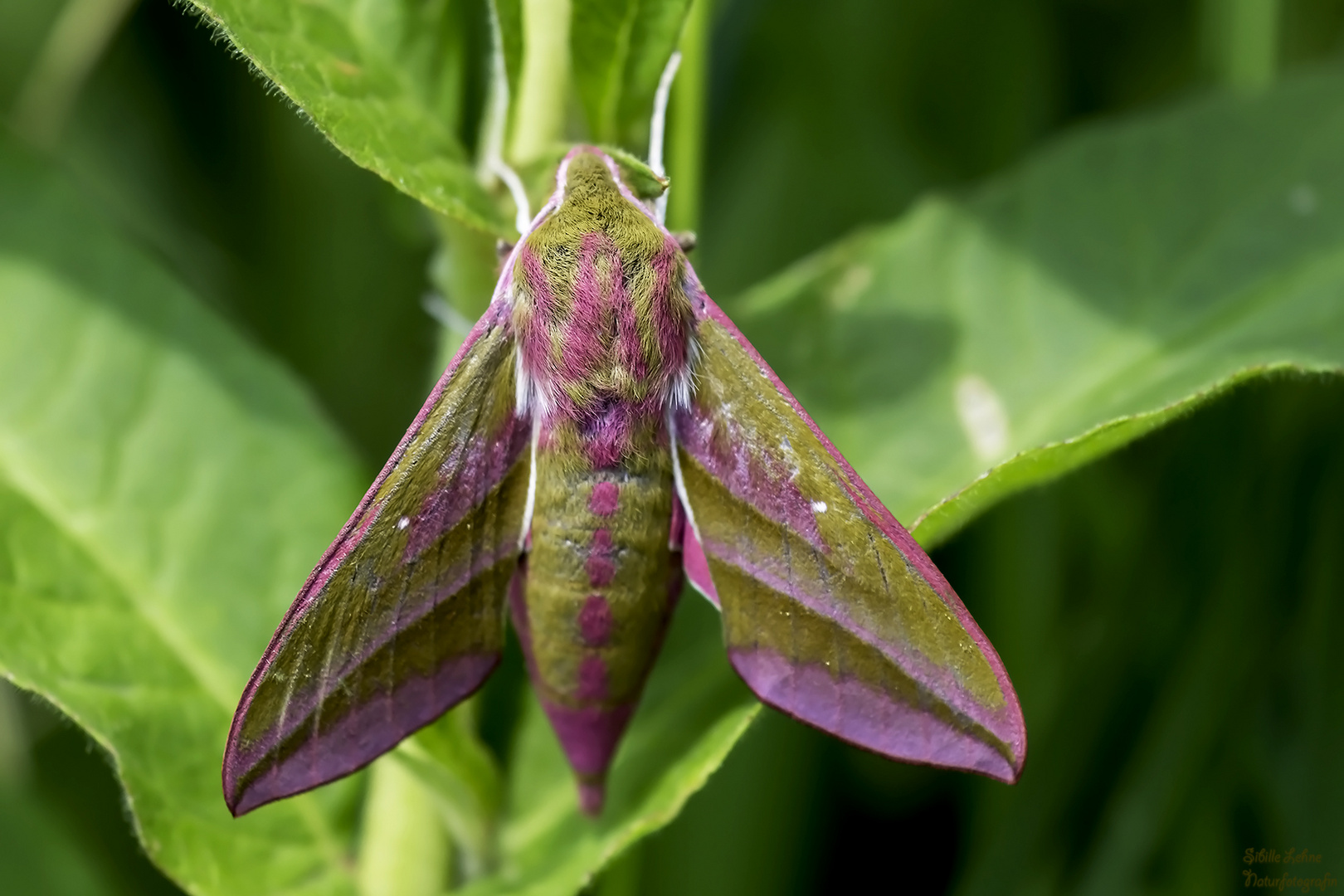 Mittlere Weinschwärmer (Deilephila elpenor)