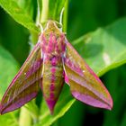 Mittlere Weinschwärmer (Deilephila elpenor)