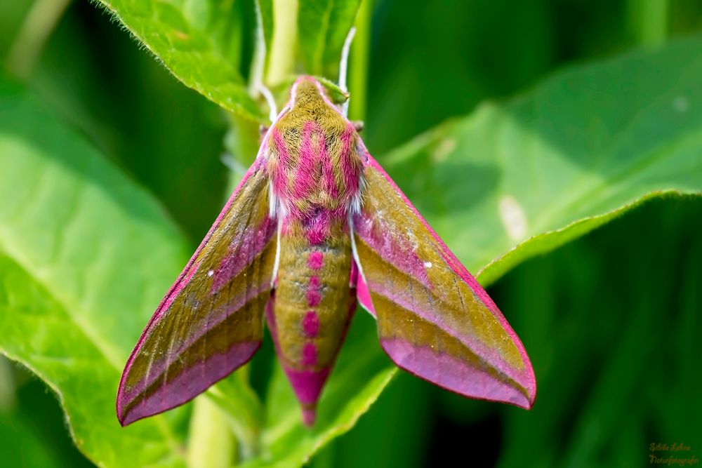 Mittlere Weinschwärmer (Deilephila elpenor)