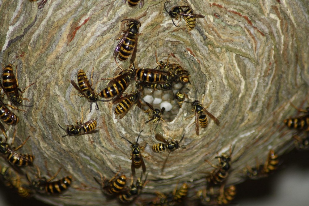 Mittlere Wespe (Dolichovespula media)