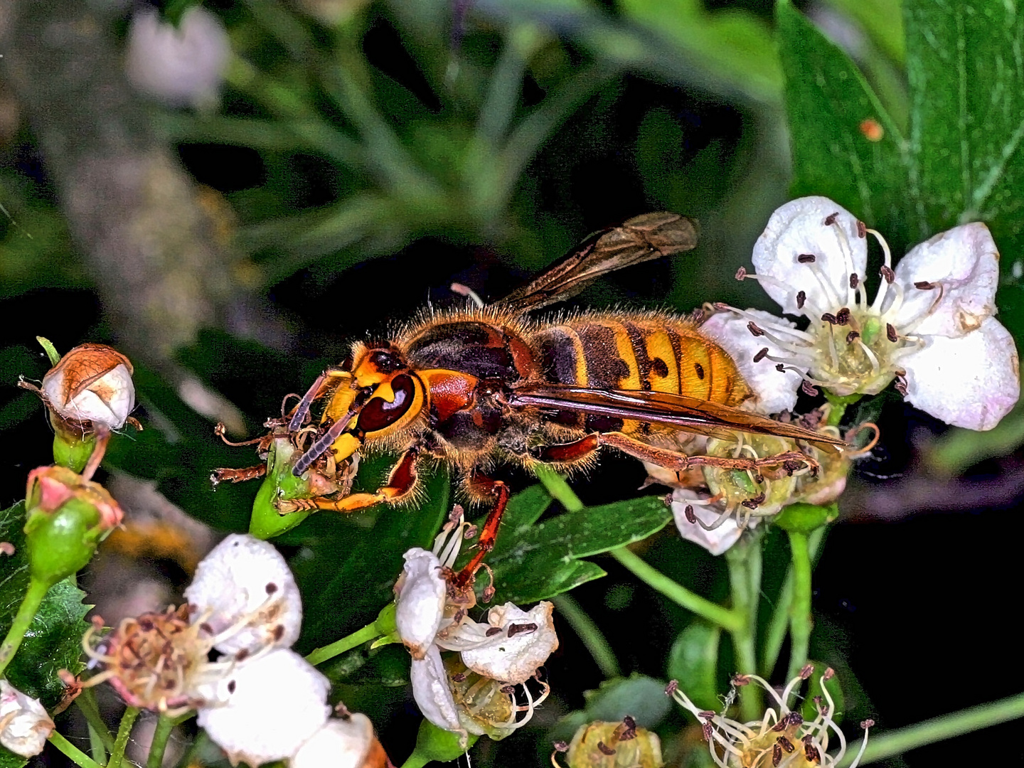 Mittlere Wespe / Kleine Hornisse (Dolichovespula media).....