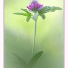 Mittlerer Klee (Trifolium medium)