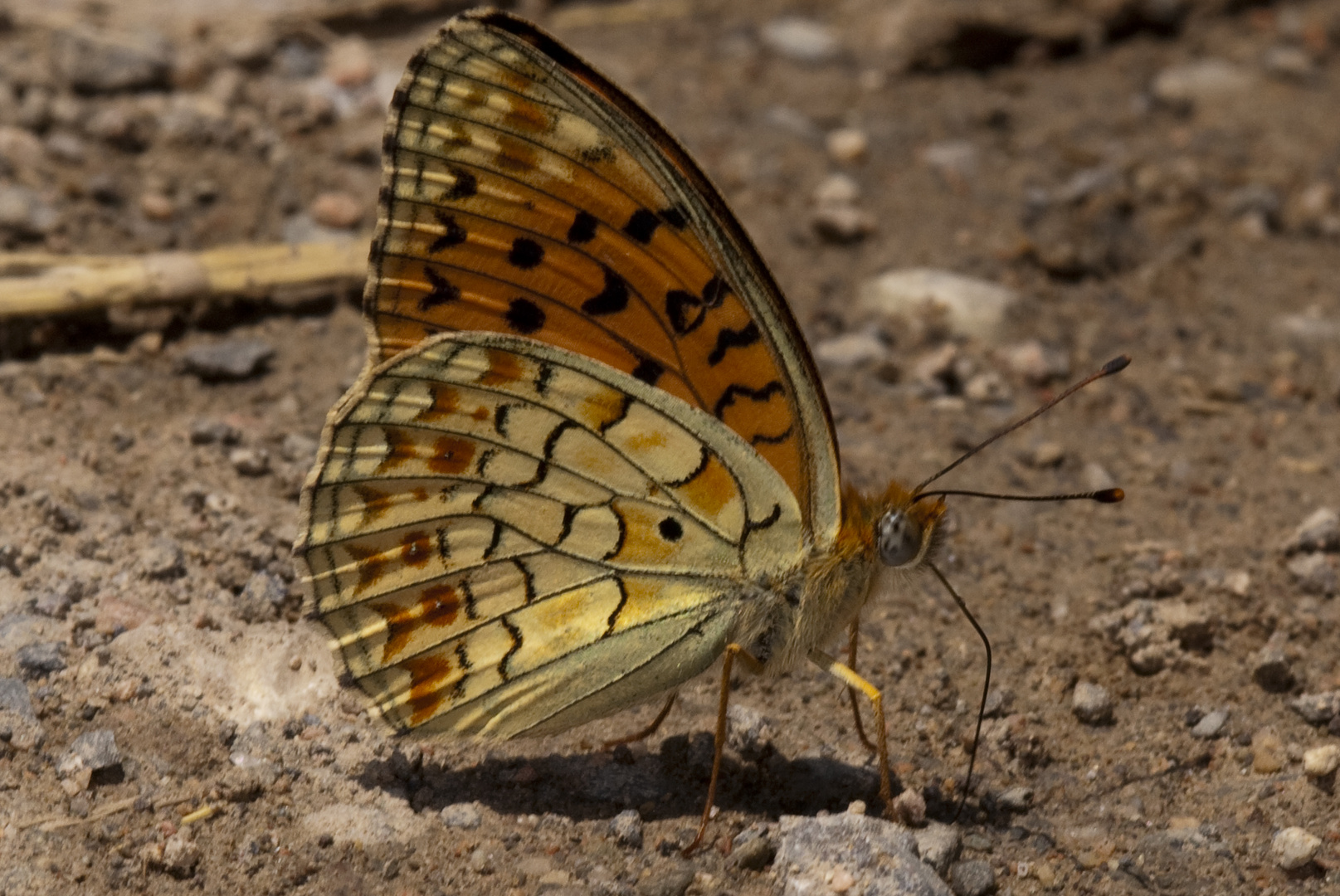 Mittlerer Perlmutterfalter (Argynnis niobe)