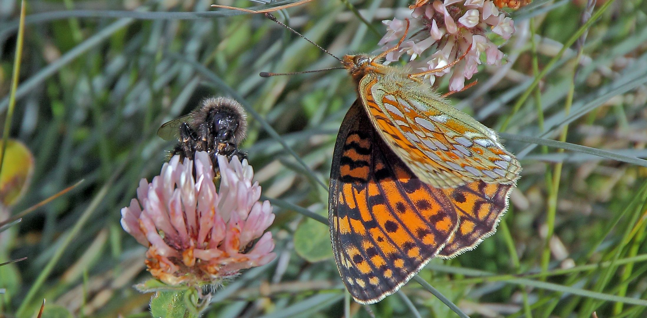 Mittlerer Perlmutterfalter - argynnis niobe im Wallis  mit Hilfe von Werner Bartsch bestimmt...