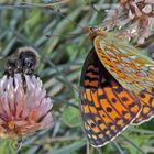 Mittlerer Perlmutterfalter - argynnis niobe im Wallis  mit Hilfe von Werner Bartsch bestimmt...