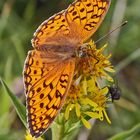 Mittlerer Perlmutterfalter - Argynnis niobe  im Wallis Schweiz...