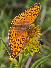 Mittlerer Perlmutterfalter - Argynnis niobe  im Wallis Schweiz...