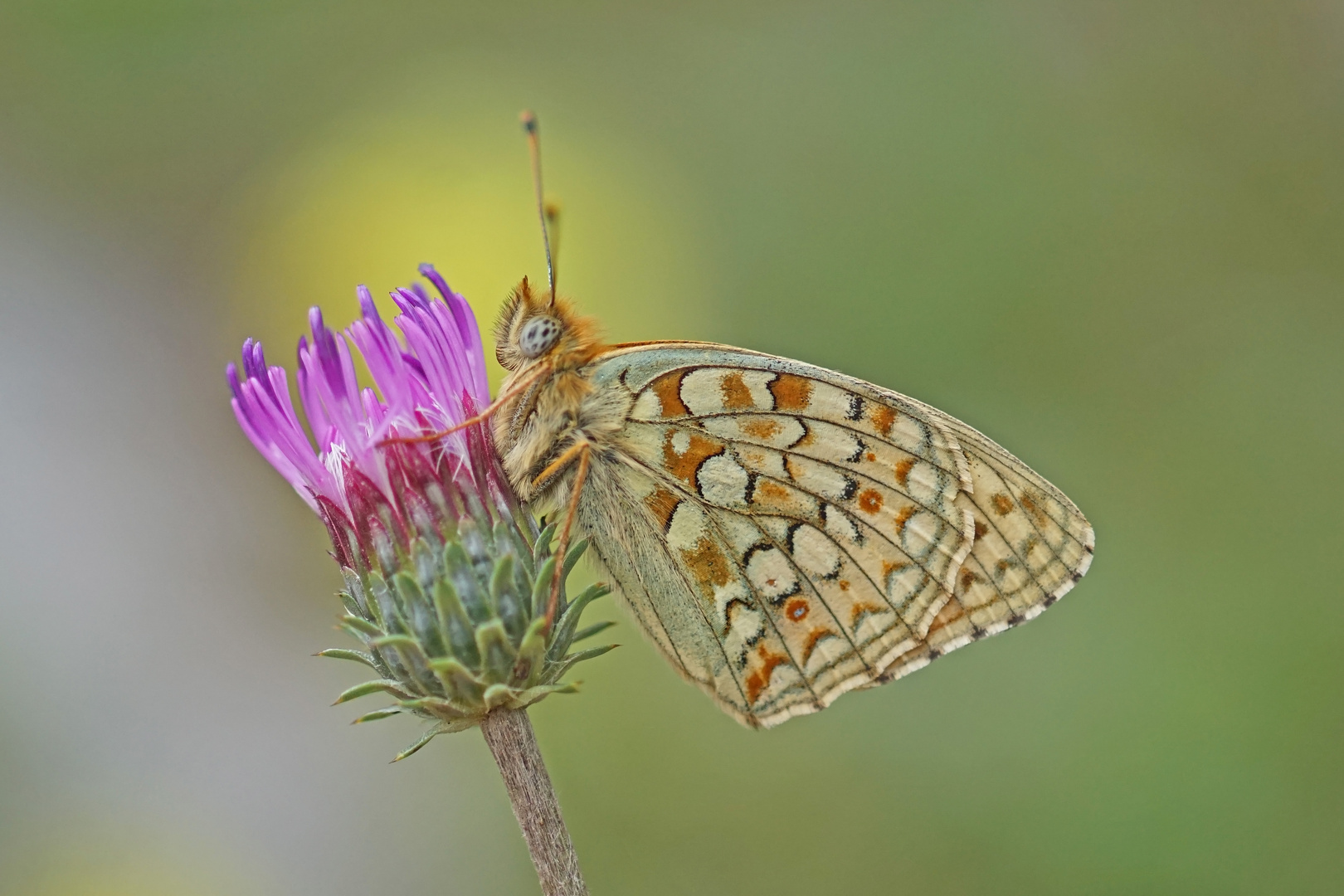 Mittlerer Perlmuttfalter (Argynnis niobe)