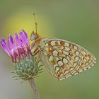 Mittlerer Perlmuttfalter (Argynnis niobe)