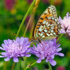 Mittlerer Perlmuttfalter (Argynnis niobe)