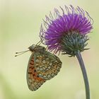 Mittlerer Perlmuttfalter (Argynnis niobe)