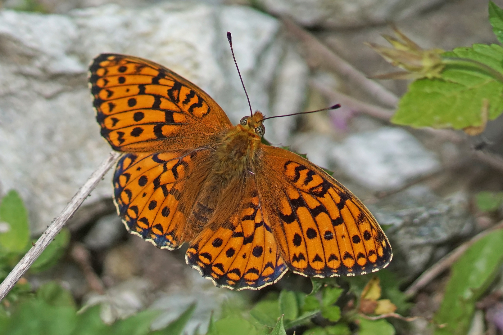 Mittlerer Perlmuttfalter (Argynnis niobe), Männchen