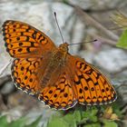 Mittlerer Perlmuttfalter (Argynnis niobe), Männchen