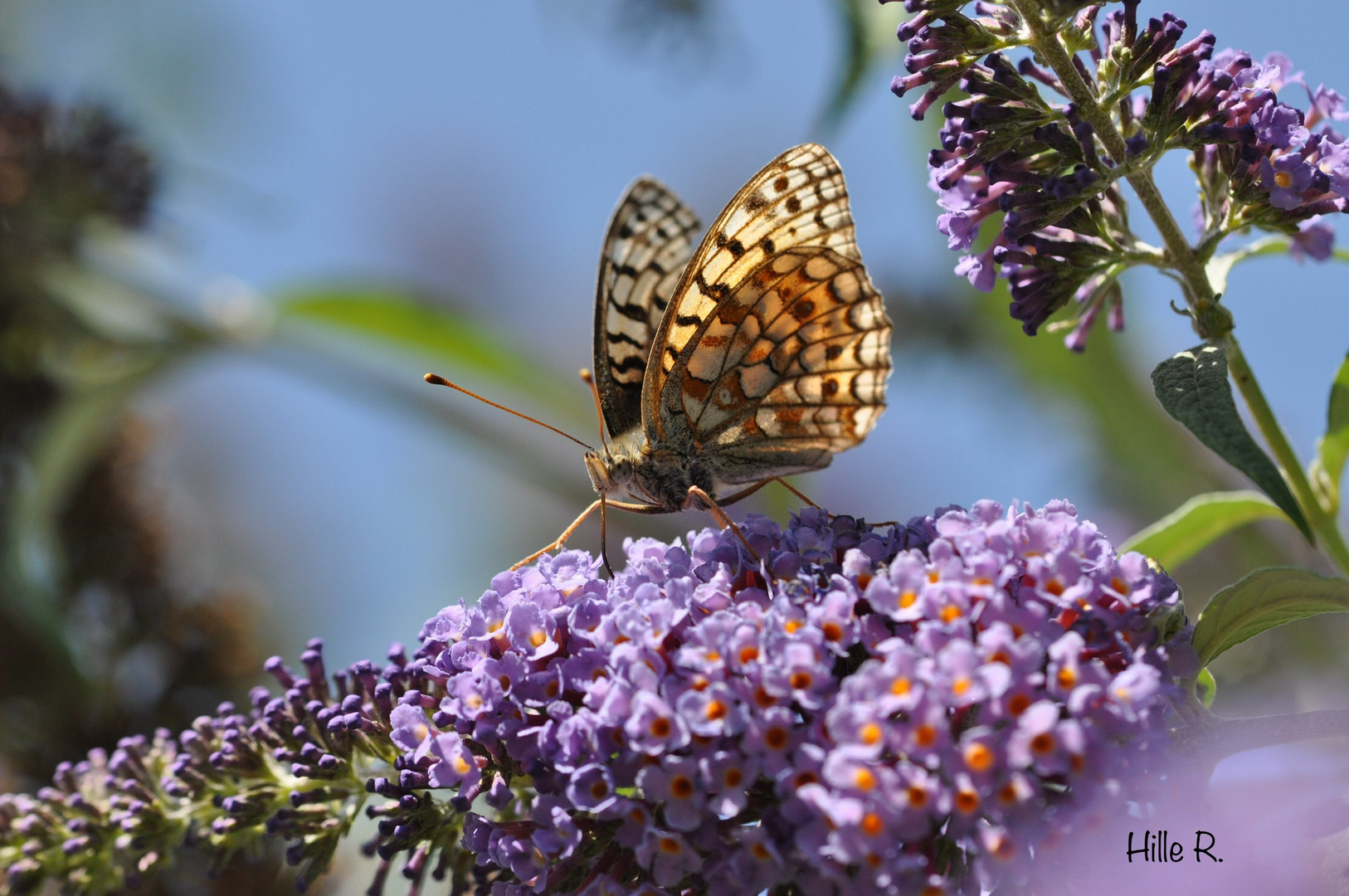 Mittlerer Perlmuttfalter auf Sommerflieder 