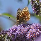 Mittlerer Perlmuttfalter auf Sommerflieder 