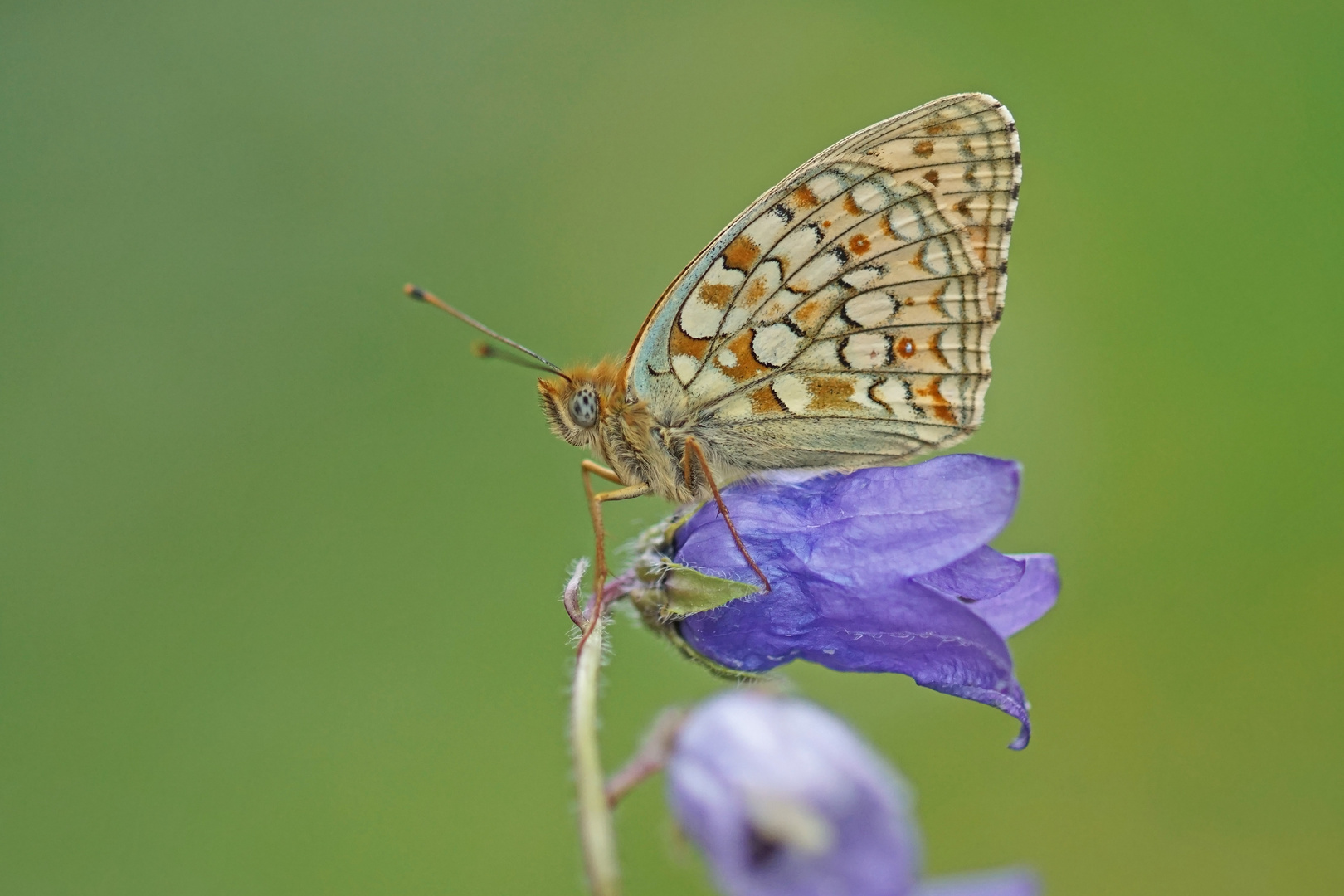 Mittlerer Perlmuttfalter (Fabriciana niobe)