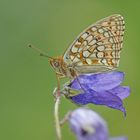 Mittlerer Perlmuttfalter (Fabriciana niobe)