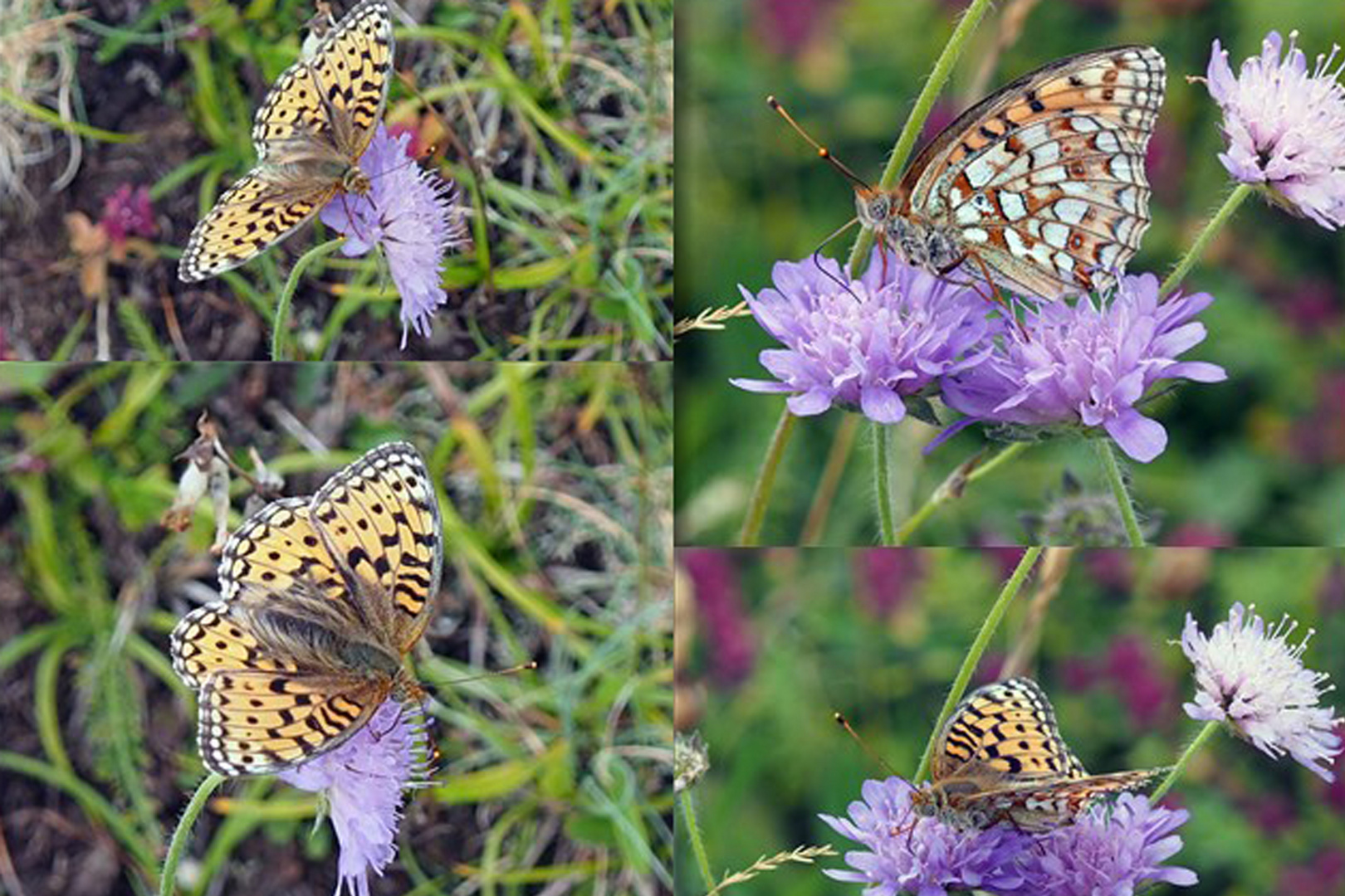 Mittlerer Permuttfalter (Argynnis niobe)