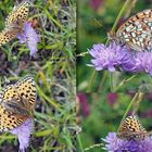 Mittlerer Permuttfalter (Argynnis niobe)