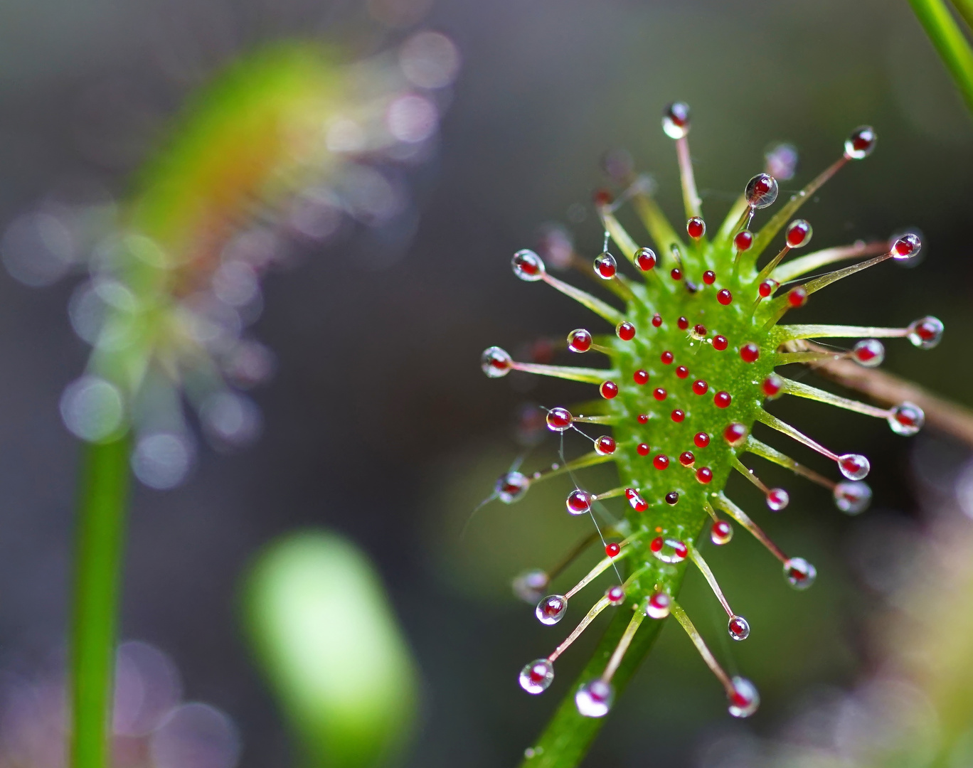 Mittlerer Sonnentau (Drosera intermedia)