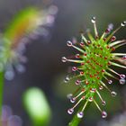 Mittlerer Sonnentau (Drosera intermedia)