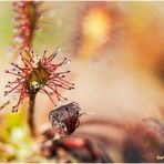 mittlerer sonnentau (drosera intermedia)......