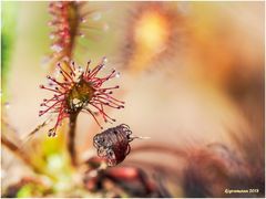 mittlerer sonnentau (drosera intermedia)......