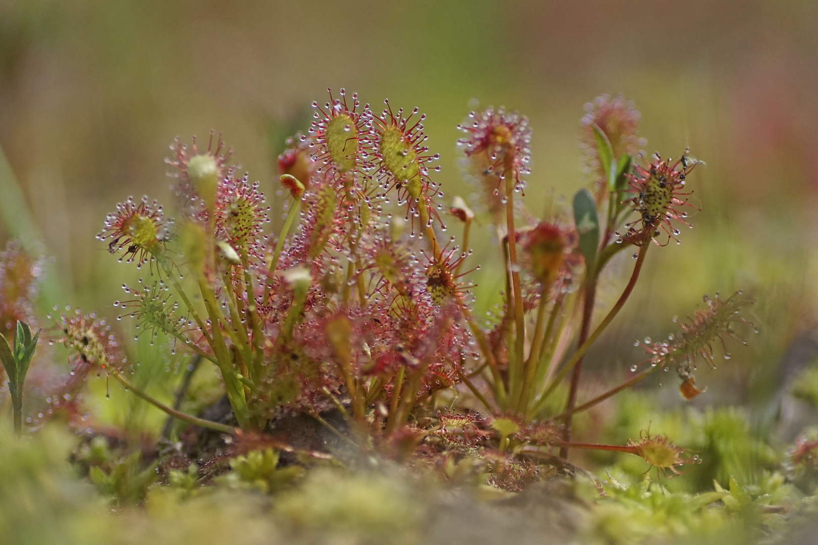 Mittlerer Sonnentau (Drosera intermedia)