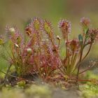 Mittlerer Sonnentau (Drosera intermedia)