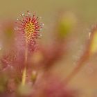 Mittlerer Sonnentau (drosera intermedia)